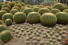 ���������ԭ